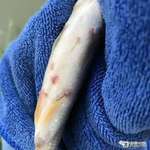 亚马逊锚头蚤原料水产养殖杀虫剂广谱杀寄生虫药鱼用蚤克星观赏鱼