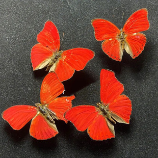 Factory Direct Sales of Real Butterfly Specimens with Wings Spread, Insect Collection, Creative Birthday Gifts for Students, Kindergarten Art Teaching