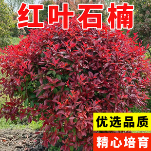 ��ľ�N�Ӽt�~ʯ骷N��ʯ骘�t�~�G�h