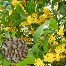 �𻨷N�� ��� �y�� ���� ����� ��ɰ���ļ���N�� 20�����b