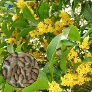 𻨷N  y   ɰļN 20b