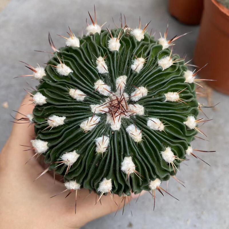 大仙人球コレクション、鉢植えの開花仙人掌、多肉植物、星兜瑞昌玉、玉龍鳳玉、玉翁|undefined