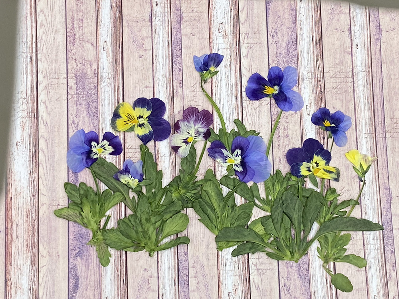 押し花パンジーパンジー小さなウサギpressedローヤーズドライフラワー押し花うちわ花材スタンドドライフラワー|undefined