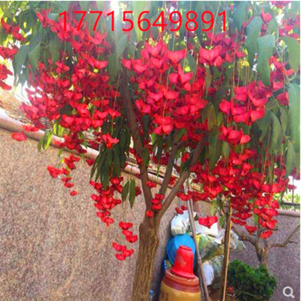 Золотой шелк висит бабочка саженец очищающий воздух посадка цветы зеленые растения Цветение Крабапл бонсай морозостойкий Двор Пейзаж Дерево