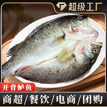 开背鲈鱼七星鲈鱼去鳃去鳞去内脏净鱼鲜冻海鲈鱼水产商用批发代发