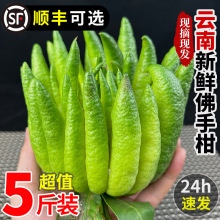 云南佛手柑闻香鲜果带枝新鲜高山佛手瓜柑水培摆件室内观赏香薰