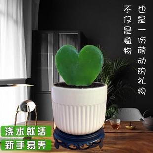 A Piece of Heart-Shaped Potted Plant, Heart-Leaf Ball Orchid, Succulent Plant, Desktop Small Bonsai, Healing Cactus, Purifying Air Green Plant