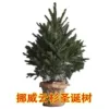 Christmas tree-Christmas tree 50-70 cm