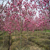 Red Magnolia saplings white magnolia seedlings Purple magnolia seedlings two Qiao magnolia grafted magnolia Guangyan seedlings greening wholesale