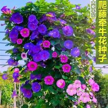 爬藤大牵牛花种子大喇叭花种子矮牵牛花爬藤花卉种子四季播种盆栽
