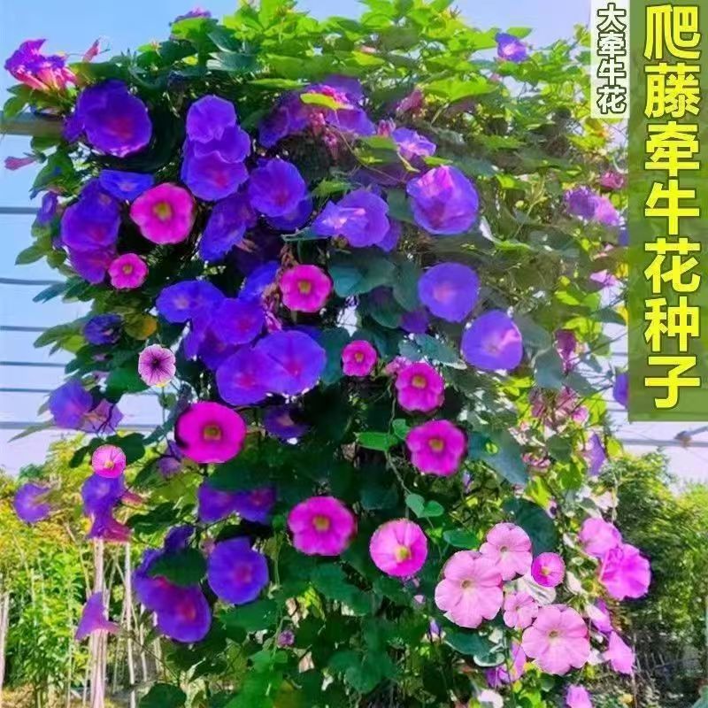 爬藤大牵牛花种子大喇叭花种子矮牵牛花爬藤花卉种子四季播种盆栽
