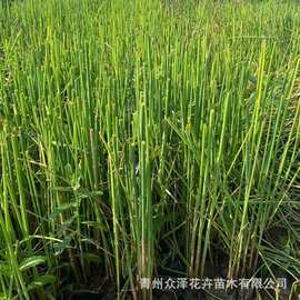水葱 多年生水生植物净化水质绿化工程苗湿地绿化植物营养钵