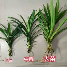 海南斑斓叶苗香兰叶苗盆栽斑兰盆景绿植带盆发货娘惹原料新鲜特产