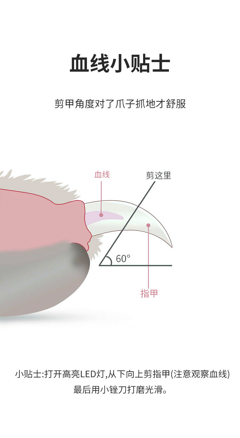 宠物LED高亮指甲剪_11.jpg