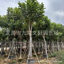 福建行道树火焰木批发澳洲火焰木基地批发移植火焰木10-25公分