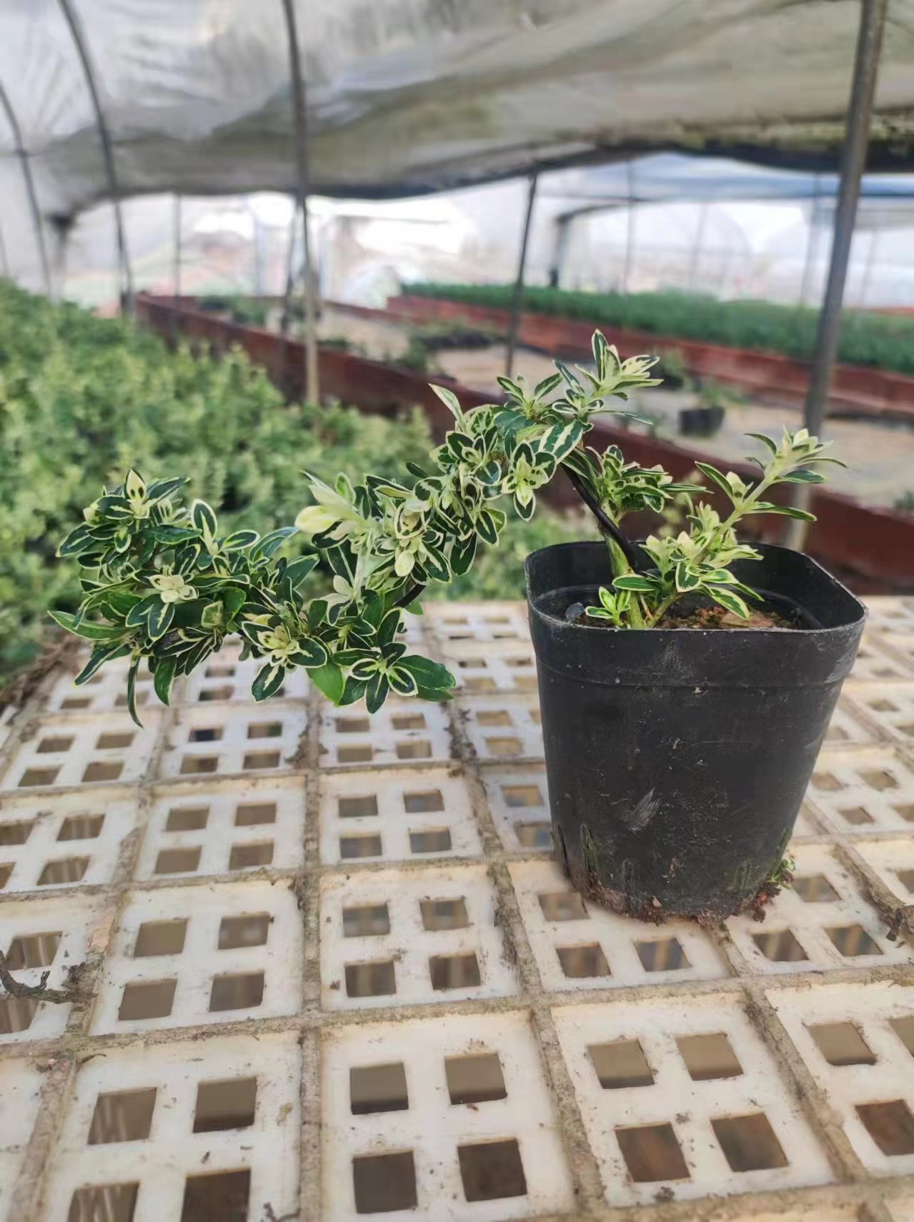 ΢��ͼƬ_20230616151152