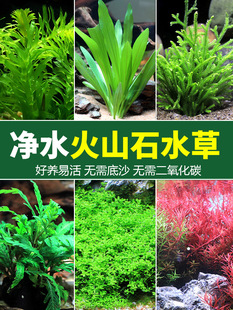 �~���쾰�ײ����ˮ�ų�ľ���w��ˮ�ݵ�ˮ�o��ֲ������ſ�ذ�����