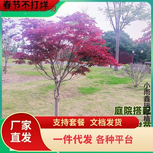 һ�����l�t�������ձ��t�輧�Ї������t����̫��e���ļ���ë