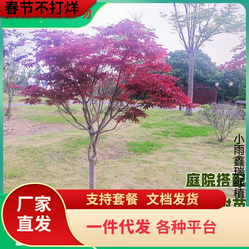 一件代发红枫树苗日本红舞姬中国三季红美国太冷别墅四季羽毛
