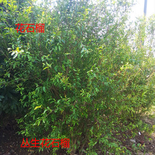 ��ʯ��@�ֹ��̾G����ľ�؏�3��10���օ���С��ľͥԺʯ��e����