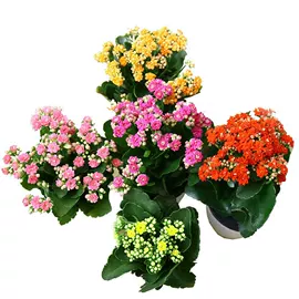 盆栽;种子;花盆容器