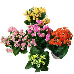 �L�ۻ���������������Դ��ذ��ļ��_���҃��⻨��ֱ�N�Ҙ���