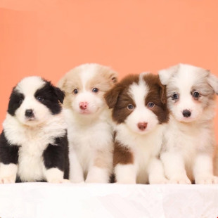 ���N߅������Ȯ��Ȯ���w�߰���ͨ�ڰ׼tɫ�Eʯ߅����Ȯ���ﹷ����