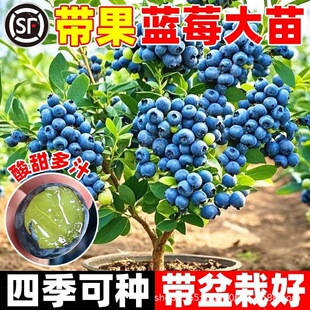 �����{ݮ���玧���������ش�̖��������ͺ��Ϸ������Nֲ����Y��