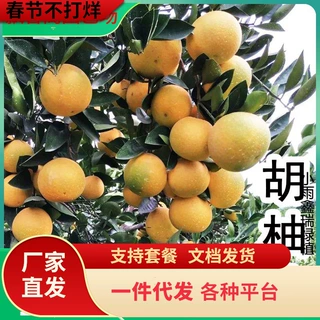 一件代发嫁接柚子苗小果胡柚树苗南方北方种植盆栽地栽大树庭院果
