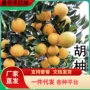 北方南方地栽嫁接树苗