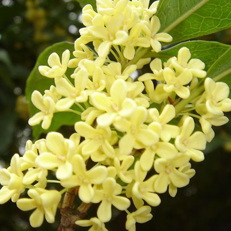 ޹̴�㾫�������㾫����̴���㾫��õ��̴���㾫���������㾫