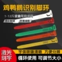 识别记号编号数字鸡脚环