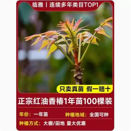 Tuona (Toona sinensis) красно-листная саженец, съедобные ароматные весенние почки — саженцы 1–12 лет, 40–110 см