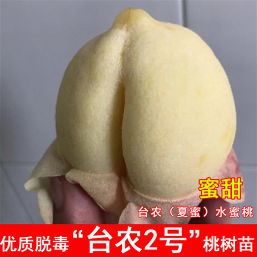 水蜜桃树果苗嫁接蟠桃苗瑞蟠13号红蟠桃黄金毛蟠桃树苗北庭院种植