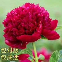 芍药花苗根块四季开花观赏芍药牡丹花苗盆栽花卉庭院室外阳台耐寒