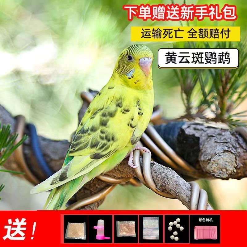 大头鹦鹉虎皮金彩可教说话可繁殖宠物鸟送运输笼鸟粮大礼包包邮厂|undefined
