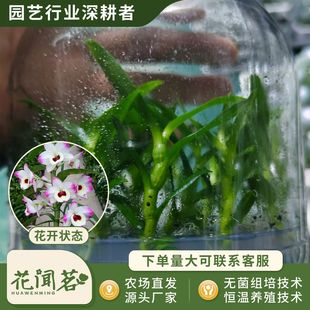 ��ʯ��3011�S��΢Цƿ���׳ɻ�M��С�� �҃������Ի��� ����r��