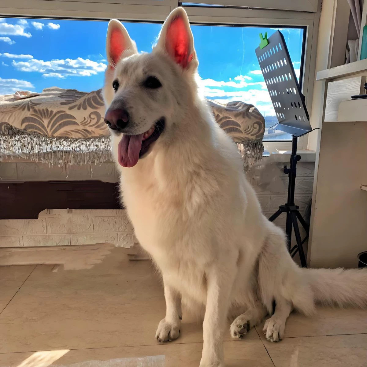 Чистокровные швейцарские овчарки живые щенки собак живые собаки большие собаки швейцарские овчарки рабочие собаки компаньоны собаки домашние собаки щенки