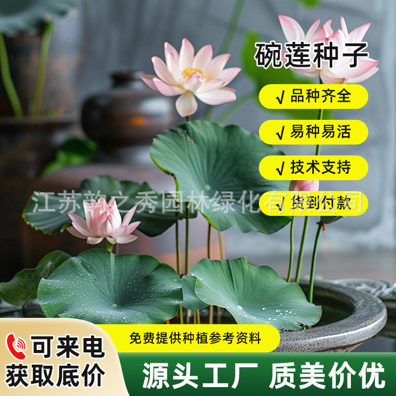 水培碗莲种籽子四季睡莲荷花水养植物室内缸养盆栽铜钱草种孑种子