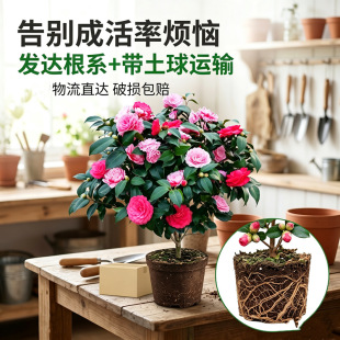 ���B��軨�����ļ�����ɽ�軨���҃�ֲ����B��ɫ�൤�����ͻ���