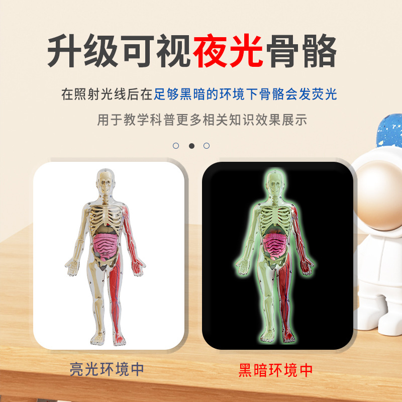 Educación temprana órganos humanos modelo esqueleto conjunto de ciencia y educación para estudiantes de primaria y secundaria DIY ensamblaje infantil puzzle juguete luz nocturna