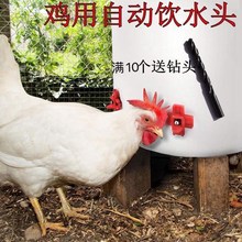 新型散养鸡用饮水器饮水嘴红头自动喂水乳头饮水器养殖设备包邮1