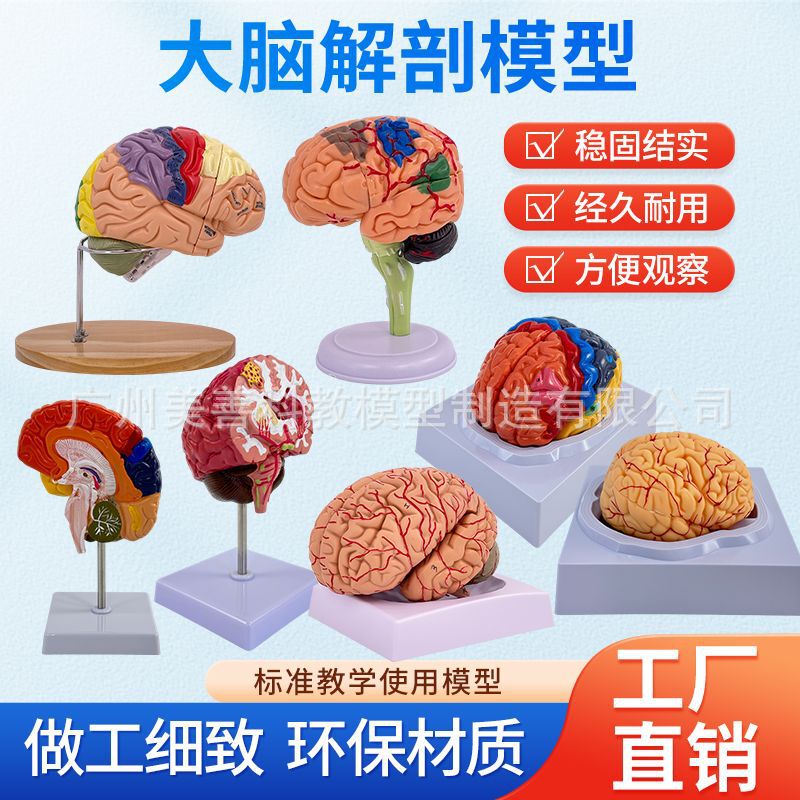 Teaching Simulation Model of Human Brain Anatomy, Brain Artery Structure, Brain Nerves, Brain Mold, Color-Coded Brain Functional Regions Teaching Simulation Model of Human Brain Anatomy, Brain Artery Structure, Brain Nerves, Brain Mold, Color-Coded Brain Functional Regions