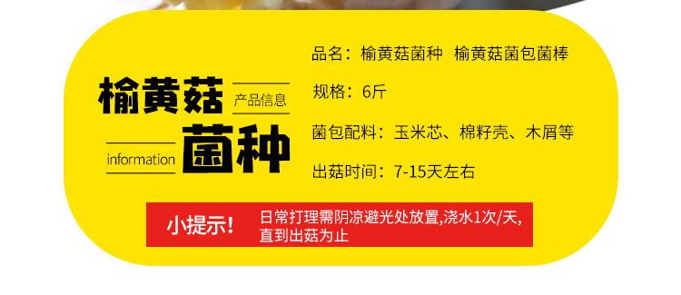 榆黄菇菌种---榆黄菇菌包菌棒6斤_05.jpg