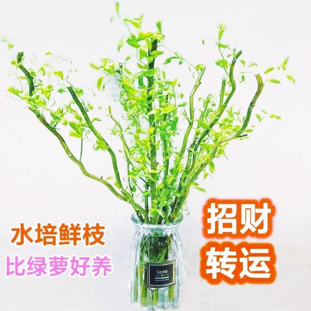国风龙柳鲜枝水培插花客厅水培植物花卉四季好养绿植懒人水培植物-阿里巴巴
