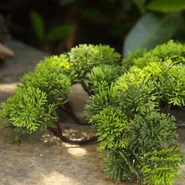 济州真柏叶子系鱼川盆景造型松柏枝叶人造崖柏迎客松树枝麦太保
