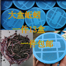 钓鱼蚯蚓鲜活盒装蚯蚓活物红蚯蚓活饵批发加量装蚯蚓鱼饵大平2号