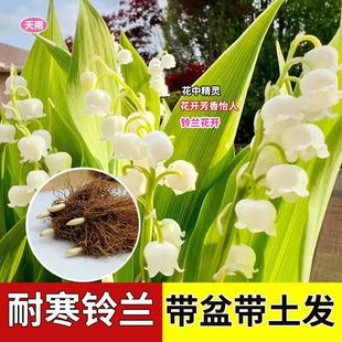 Lily of the Valley Seedlings with Buds, Bulbs with Roots, Indoor and Outdoor Cold-Resistant, Easy-To-Live Flowering Plants and Flower Pots for All Seasons