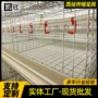 养鸡多层智能型大棚笼养鸡