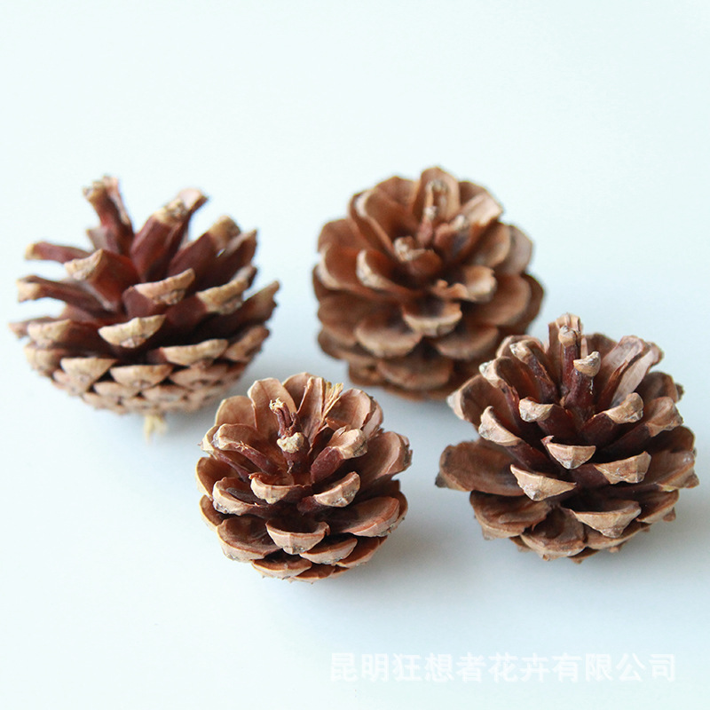 Màu cơ bản của nón Thông Trung Bình (5 cái trong một túi)
